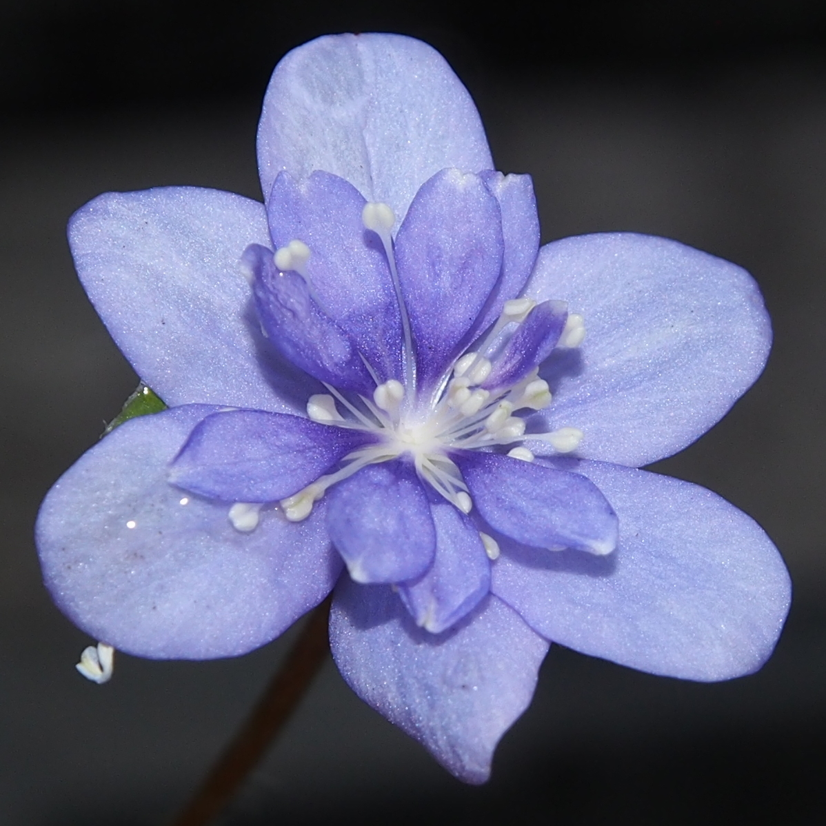 Hepatica nobilis Plena Chimäre PL-26-023