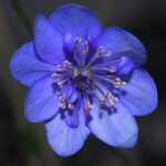 Hepatica nobilis Plena Chimäre PL-26-018