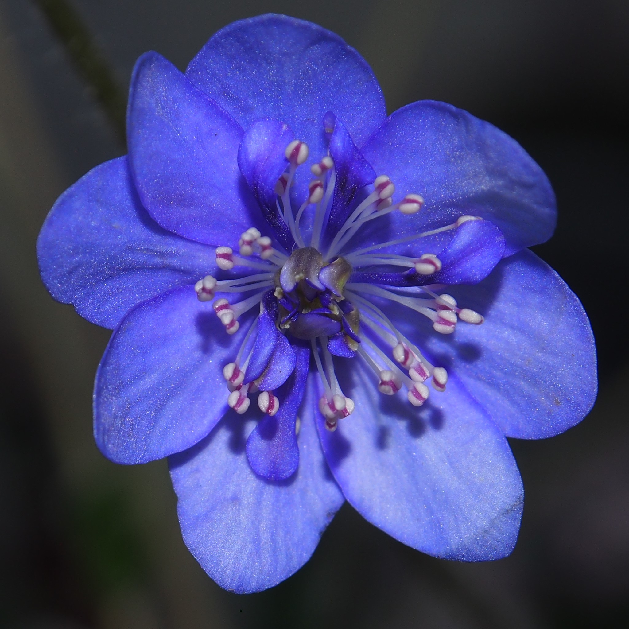 Hepatica nobilis Plena Chimäre PL-26-018