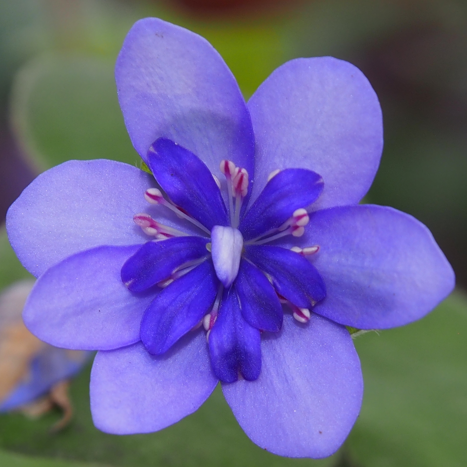 Hepatica nobilis Plena Chimäre PL-26-036