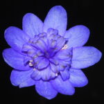 Hepatica nobilis Plena Pinwheel JP