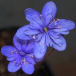 Hepatica nobilis Plena Chimäre PL-26-001