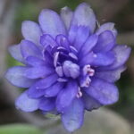 Hepatica nobilis Plena Quasar JP
