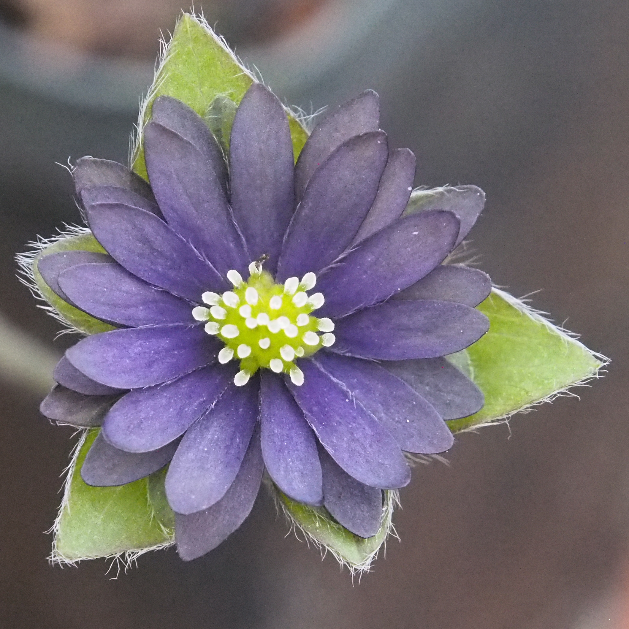 Hepatica nobilis Quooar JP