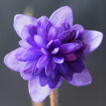Hepatica nobilis Regina FF