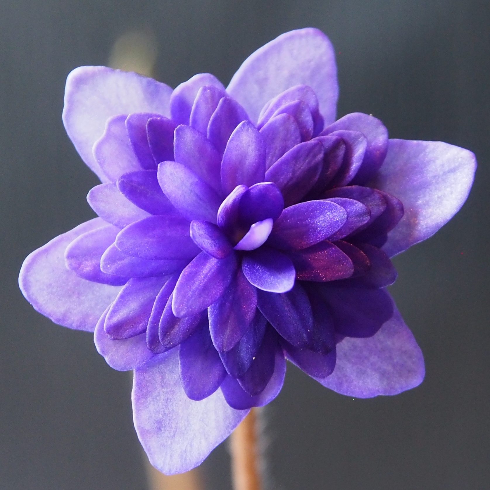 Hepatica nobilis Regina FF