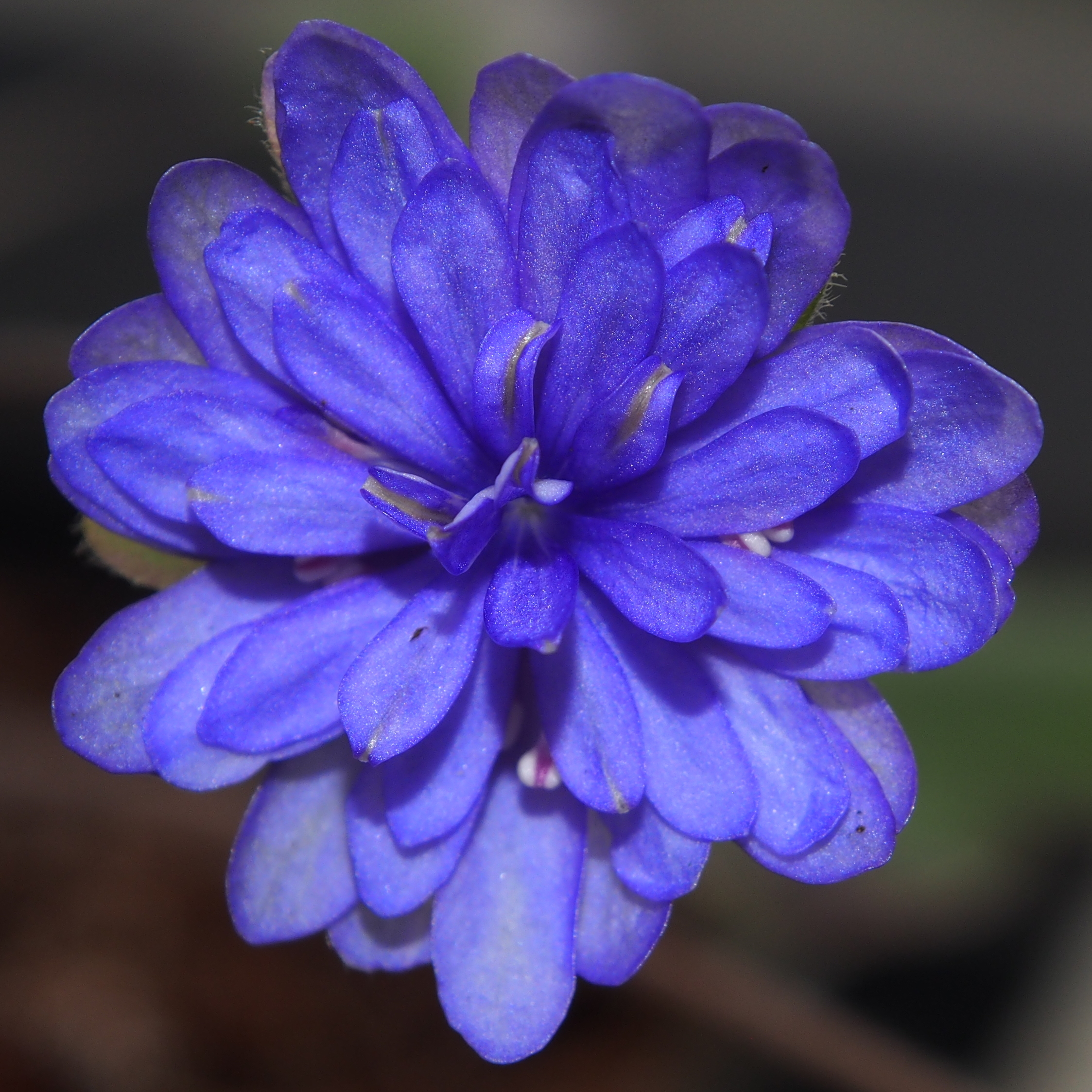 Hepatica nobilis Rigantona JP