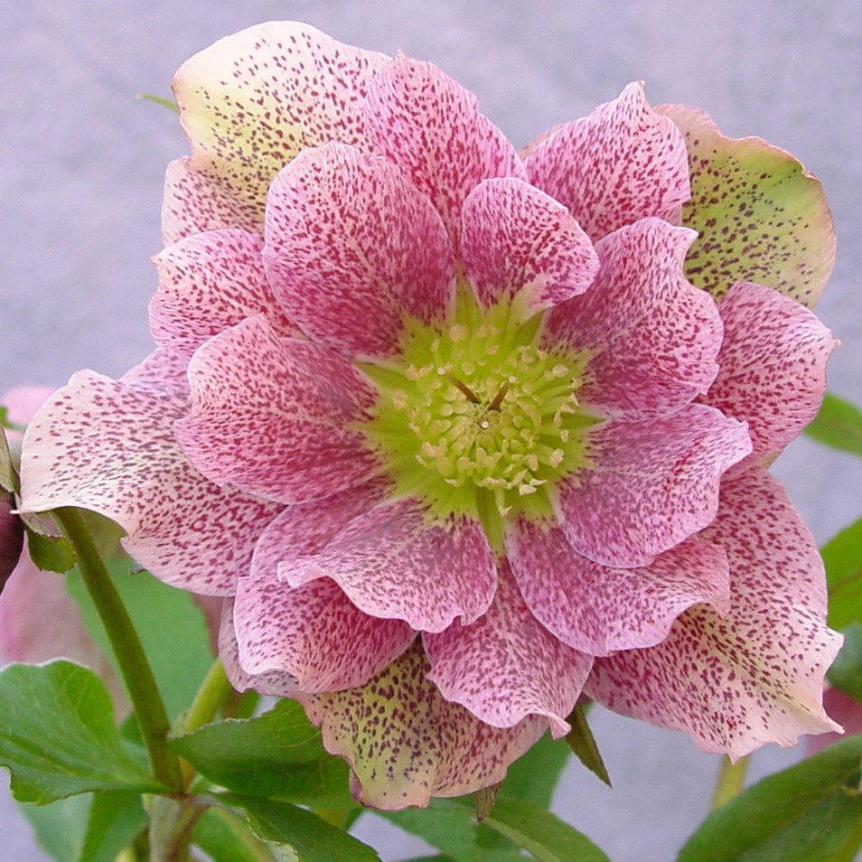 Helleborus x hybridus dunkelrosa gepunktet gefüllt