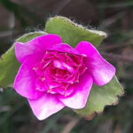 Hepatica nobilis Rosenkaffer TW