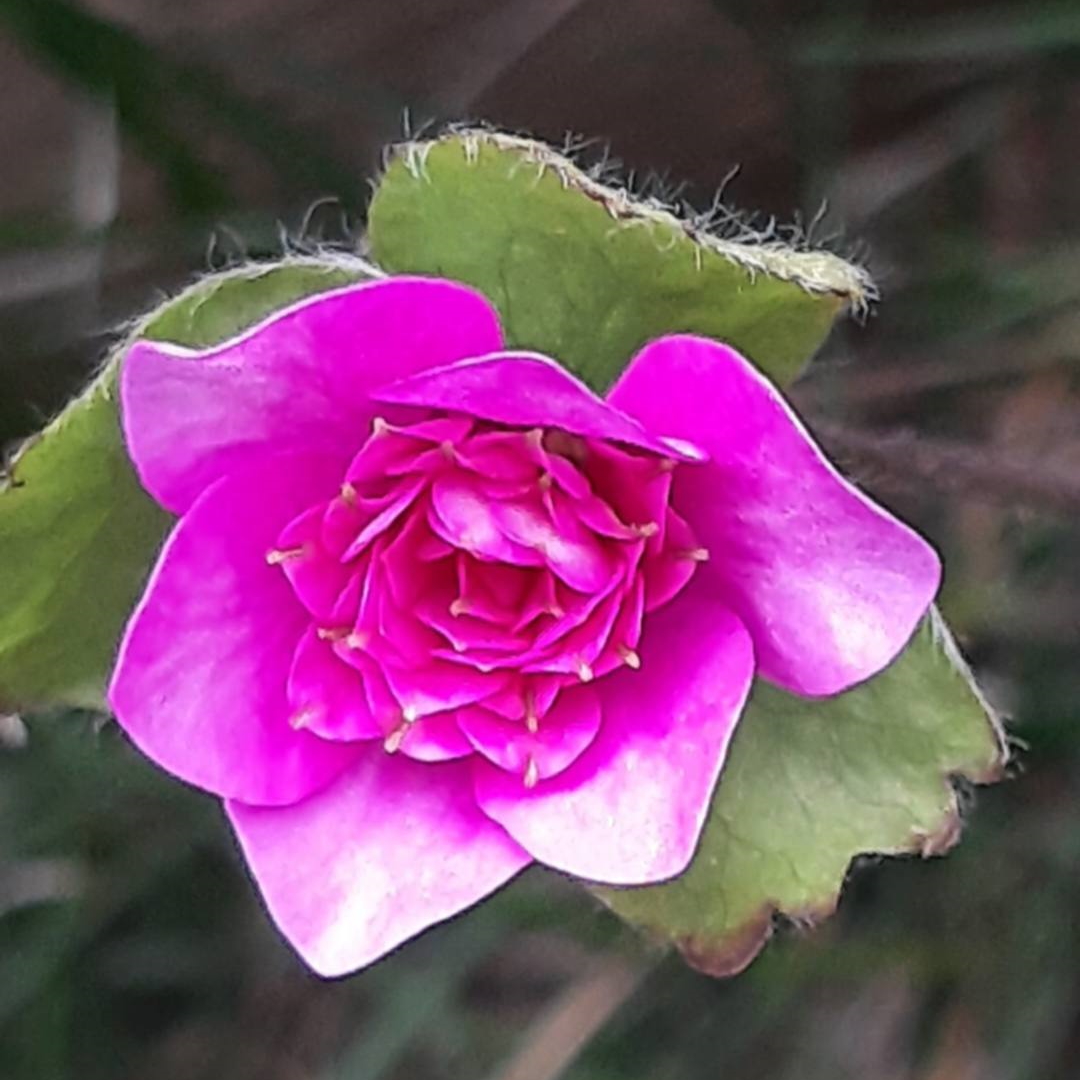 Hepatica nobilis Rosenkaffer TW
