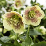 Helleborus x hybridus Gelb mit Punkten