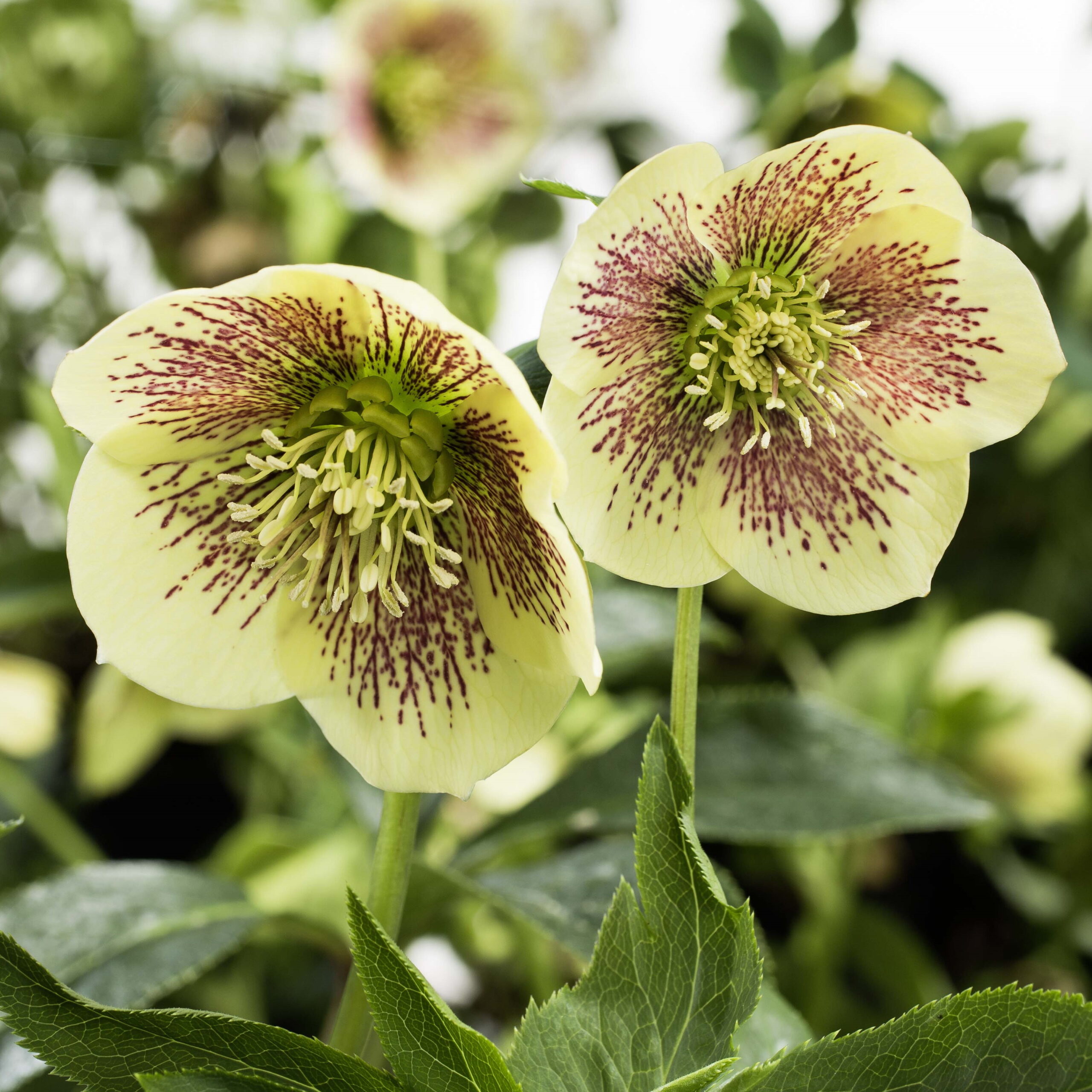 Helleborus x hybridus Gelb mit Punkten
