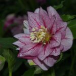 Helleborus x hybridus Picotee dunkelrosa gefüllt