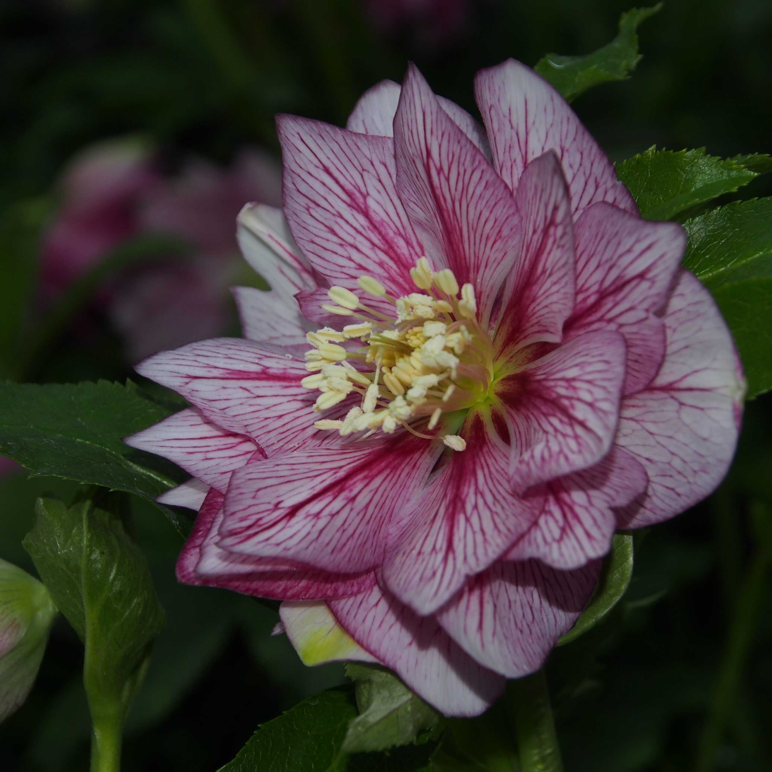 Helleborus x hybridus Picotee dunkelrosa gefüllt