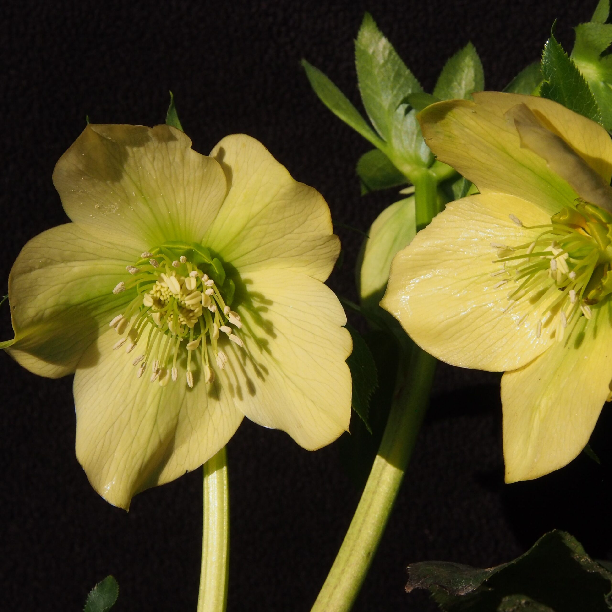 Helleborus x hybridus Zitrone