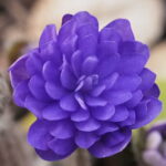 Hepatica nobilis Plena Sculptor JP