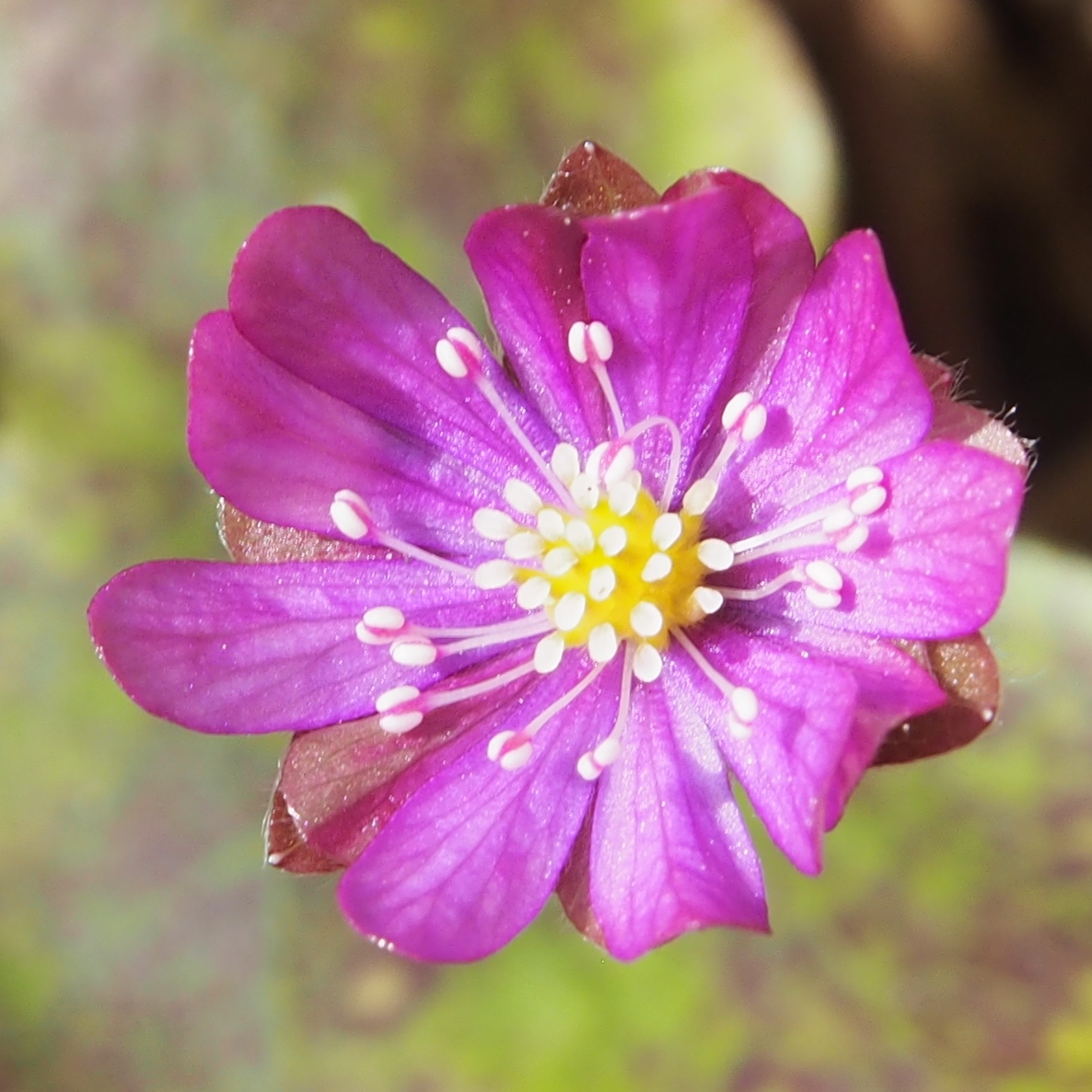 Hepatica nobilis Sedna JP