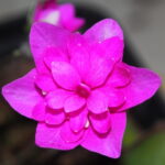 Hepatica nobilis Plena Shanell JP