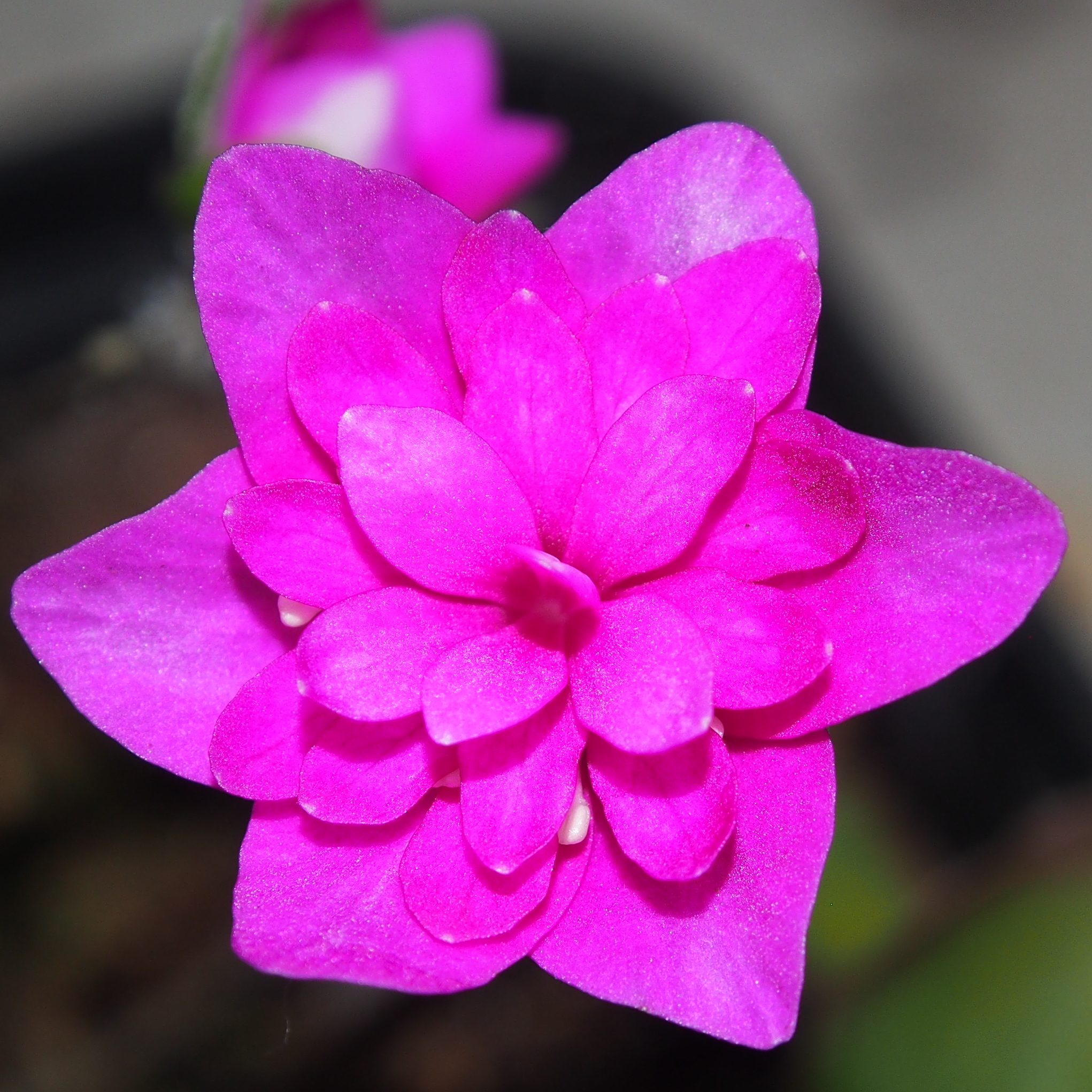 Hepatica nobilis Plena Shanell JP