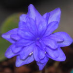 Hepatica nobilis Plena Siobhan JP