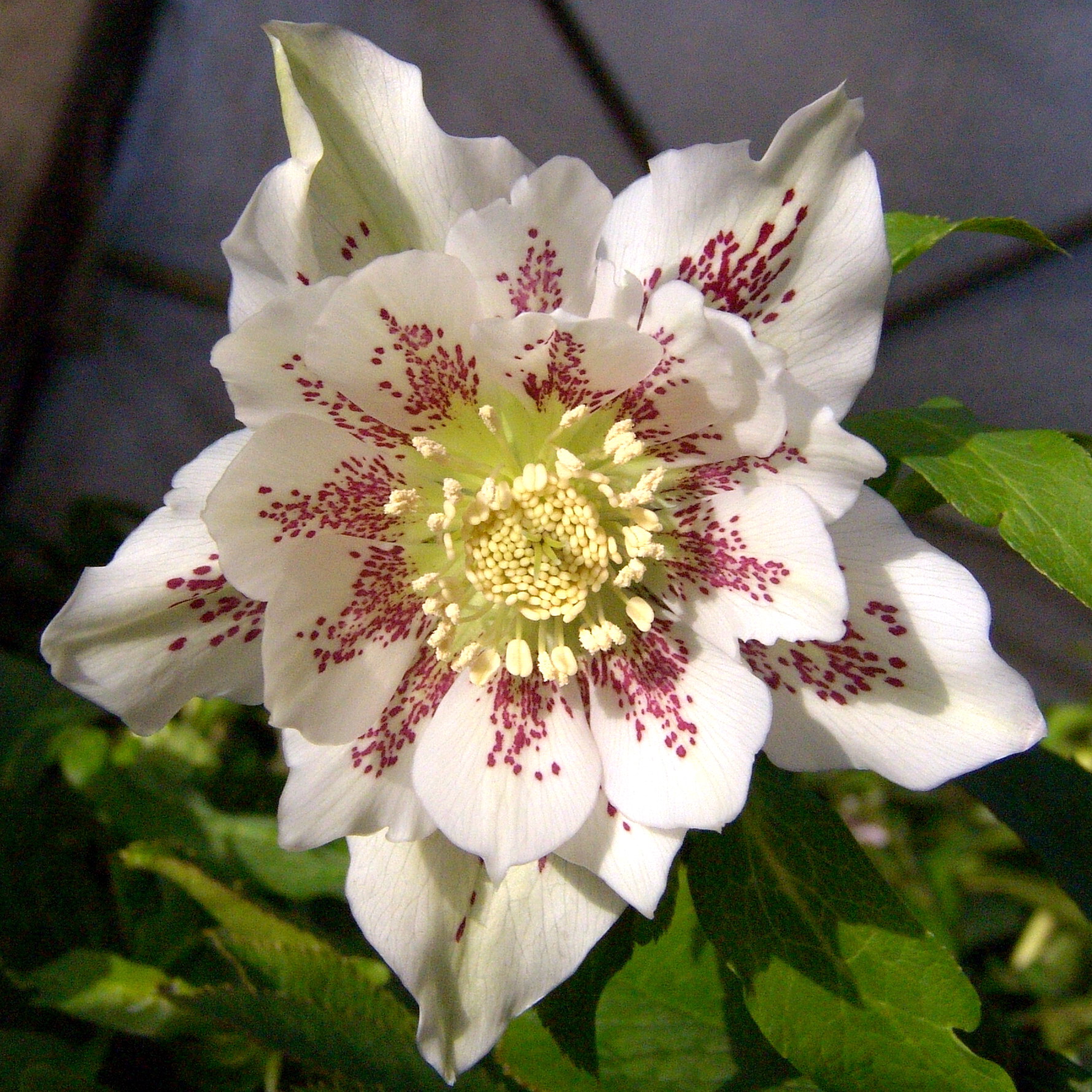 Helleborus x hybridus gepunktet halbgefüllt