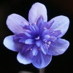 Hepatica nobilis Plena Triangulum JP