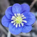 Hepatica nobilis Plena Trollskogen Usi