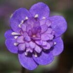 Hepatica nobilis Plena Trud GK