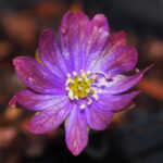 Hepatica nobilis Plena Valkyrjor JP