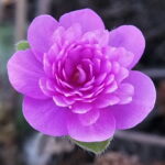Hepatica nobilis Plena Verdande GK