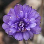 Hepatica nobilis Plena Virgo A JP