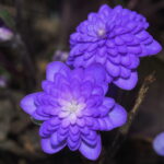 Hepatica nobilis Plena White Eys