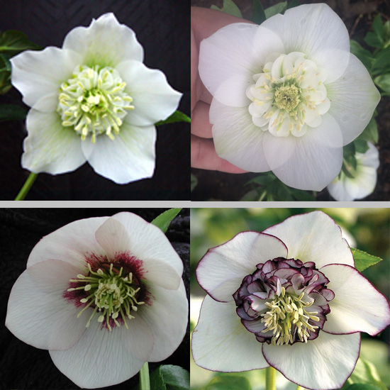 Helleborus x hyb. Quintessa Pearl