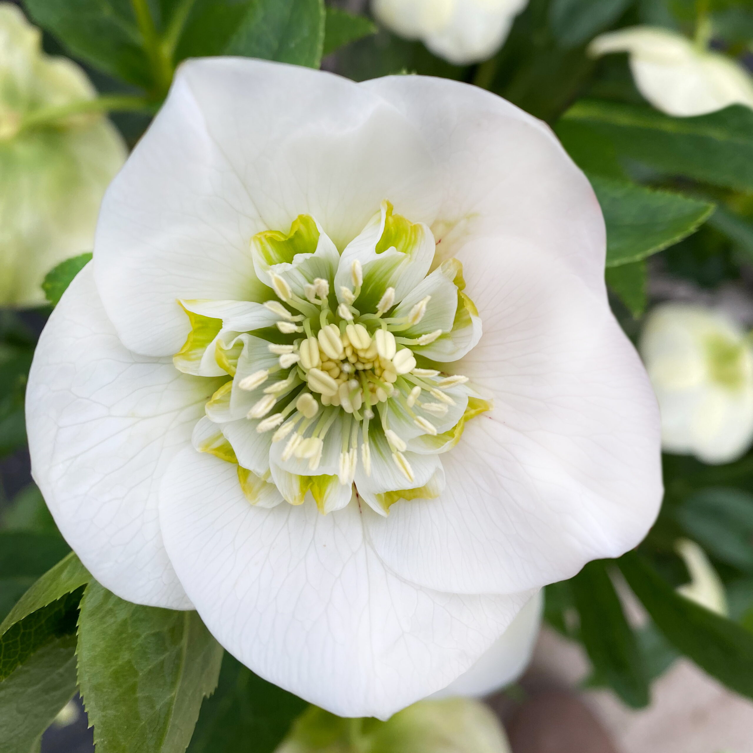 Helleborus x hybridus weiße Anemone