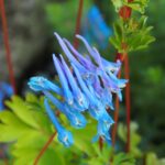 Corydalis flexuosa x elata Blue Line