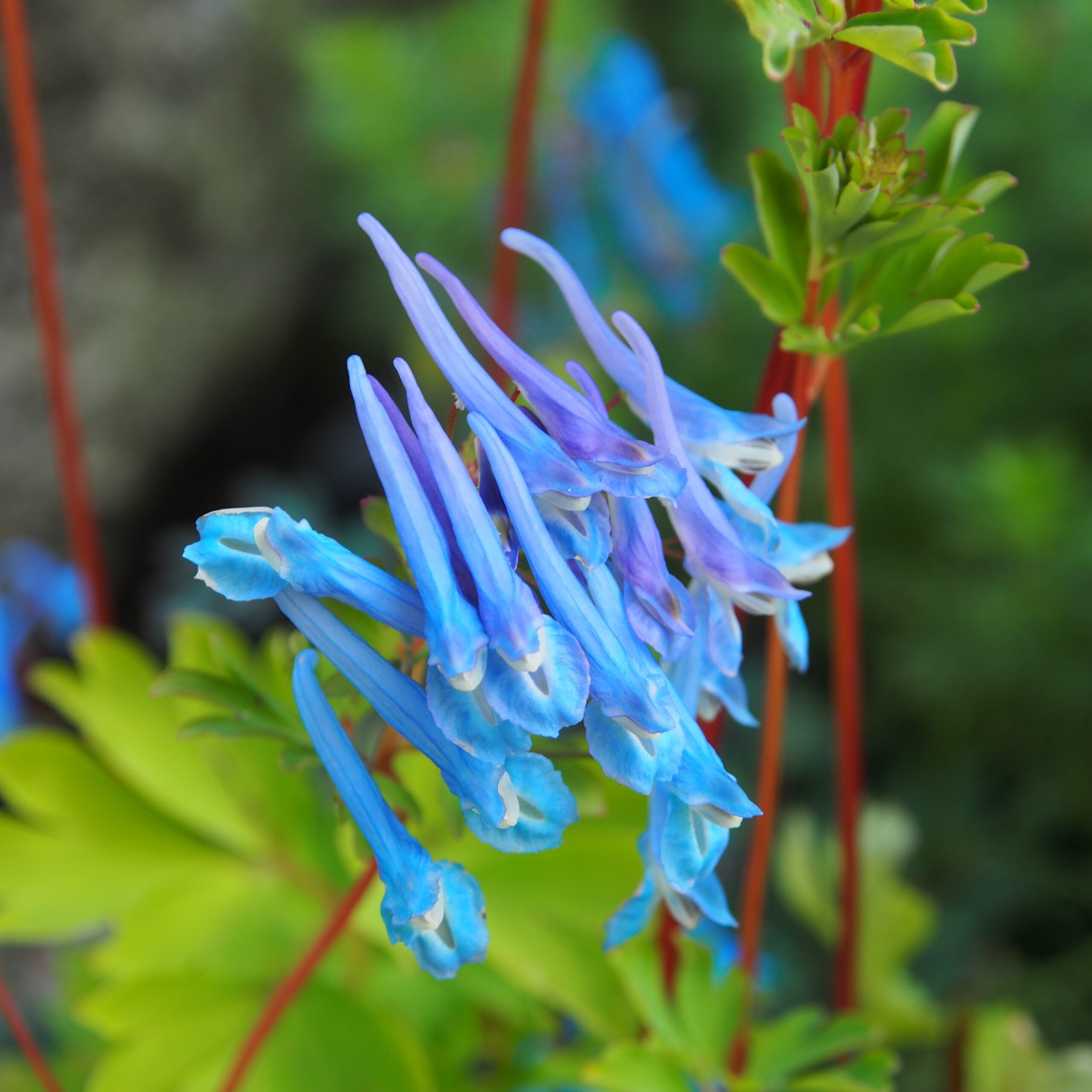 Corydalis flexuosa x elata Blue Line