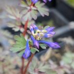 Corydalis flexuosa Dark Star