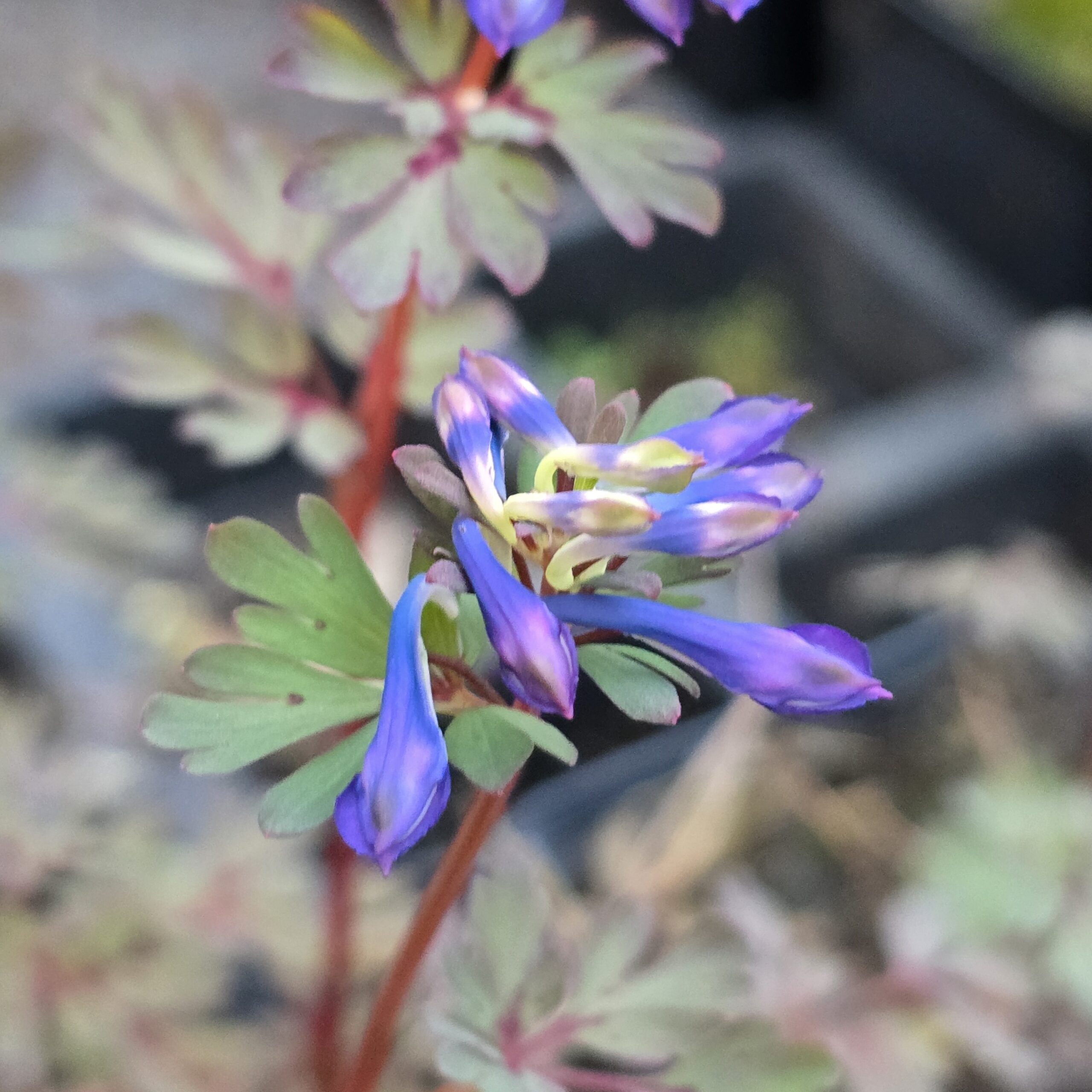 Corydalis flexuosa Dark Star