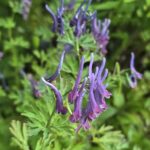 Corydalis capitata x flexuosa Korn's Purple