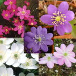Hepatica nobilis Mix Angebot