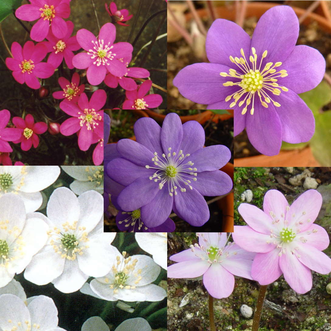 Hepatica nobilis Mix Angebot