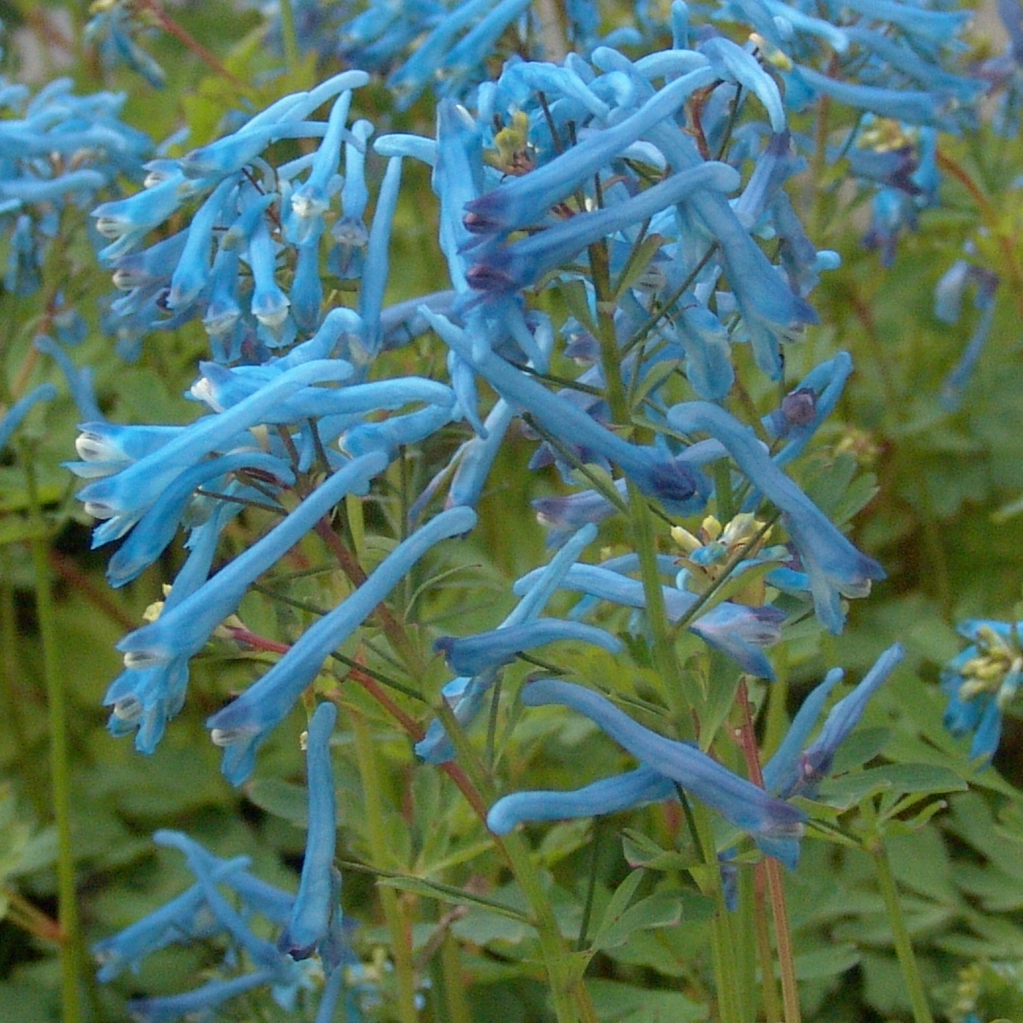 Corydalis flexuosa Rainier's Blue
