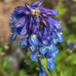 Corydalis calycosa