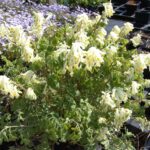 Corydalis orcholeuca (Pseudofumaria alba)