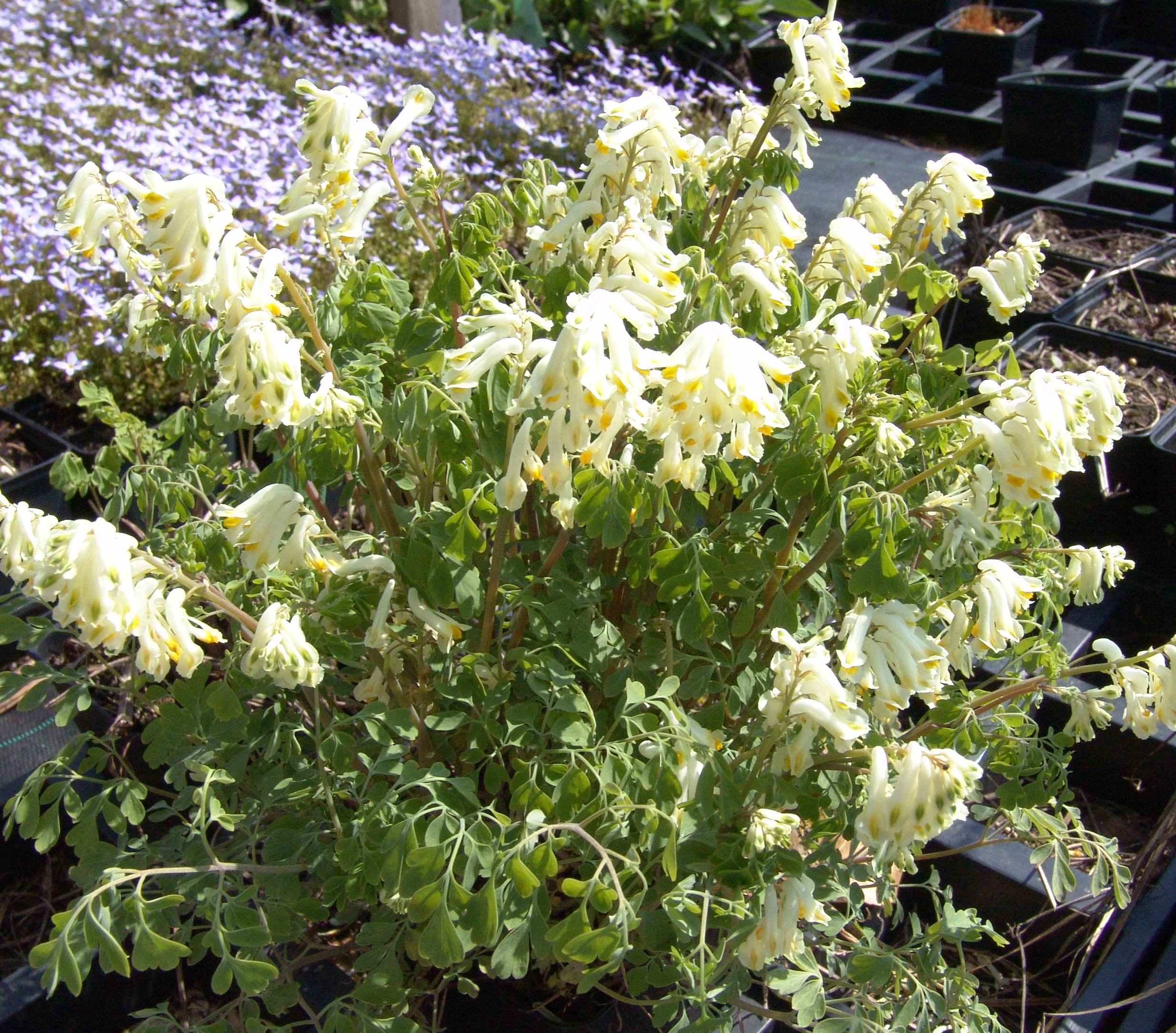 Corydalis orcholeuca (Pseudofumaria alba)