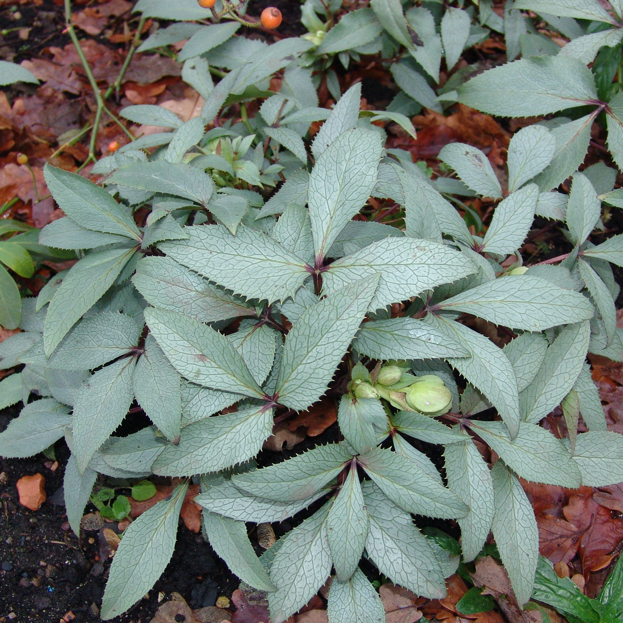 Helleborus x sternii Silver Lace